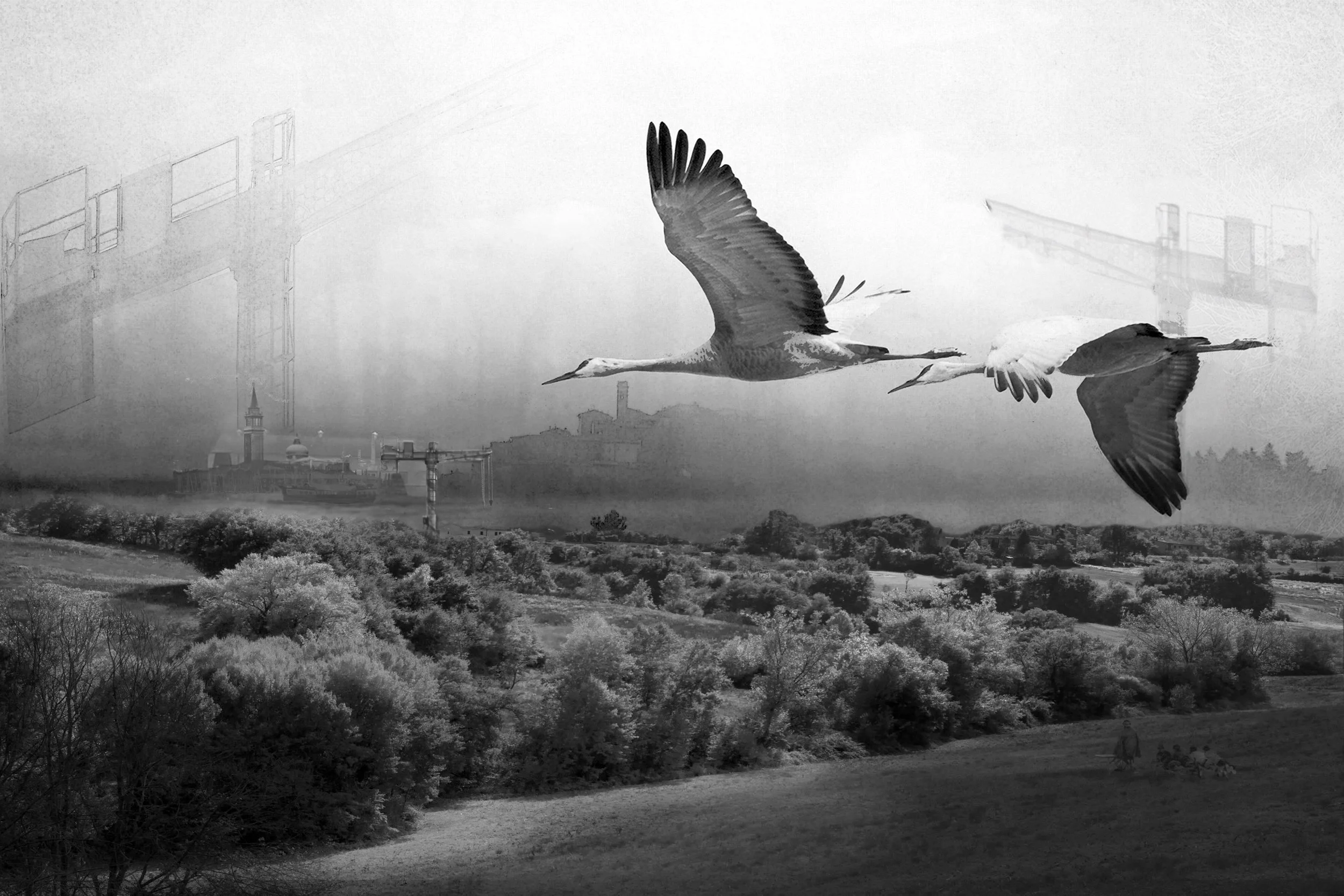 The Cranes