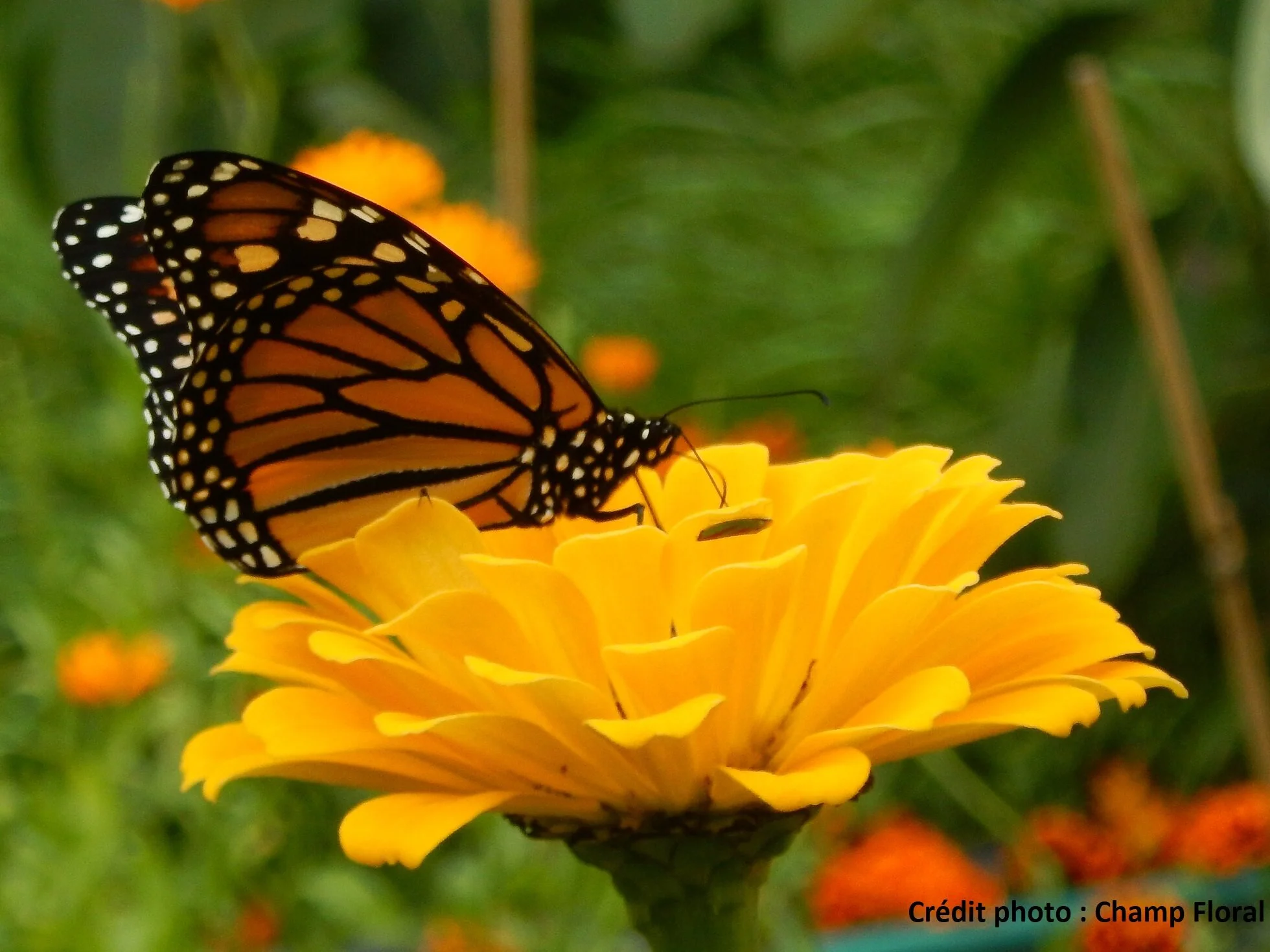 Zinnia_Monarque2.jpg