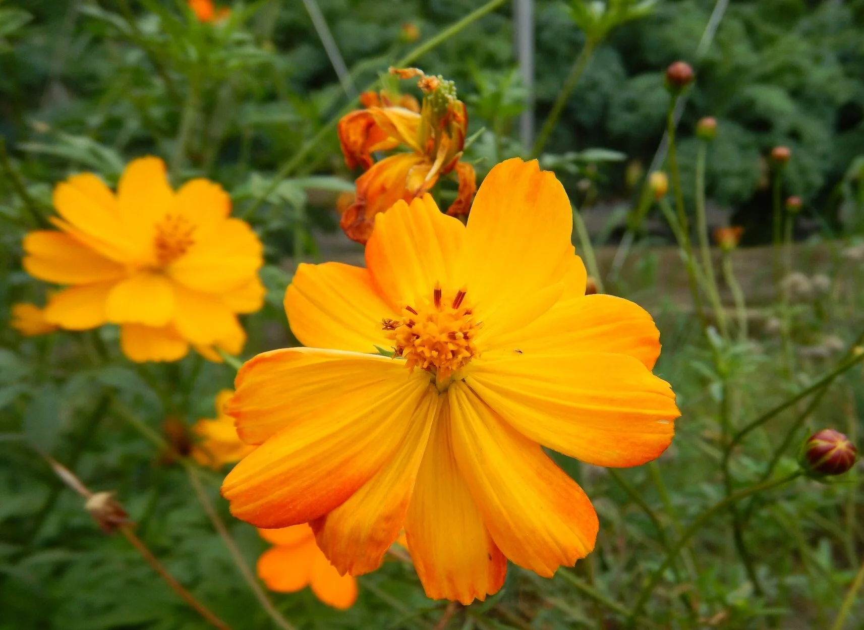 Cosmos Sulphureux.jpg