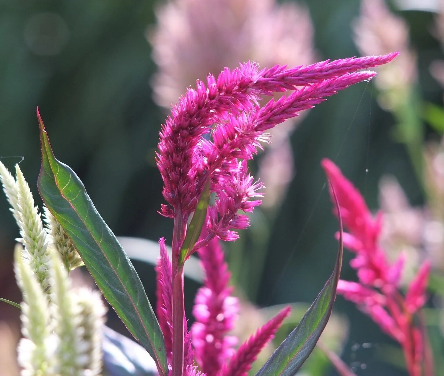 celosia-4660008_1920.jpg