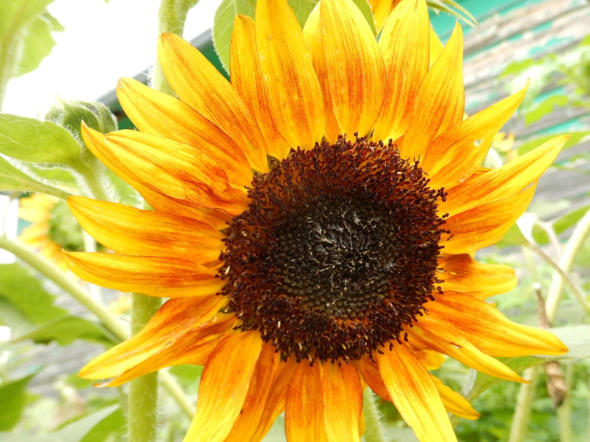 Tournesol_Crackerfire3.jpg