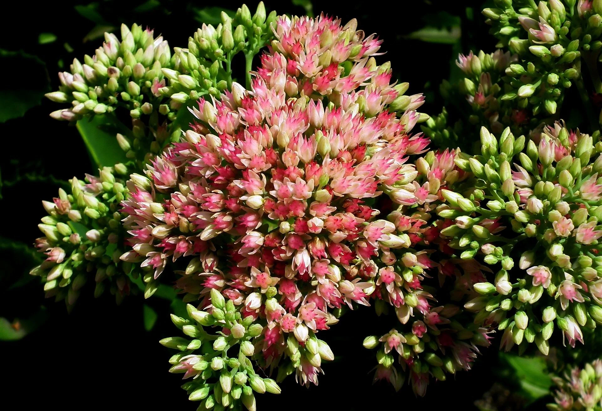 Orpin - Sedum.jpg