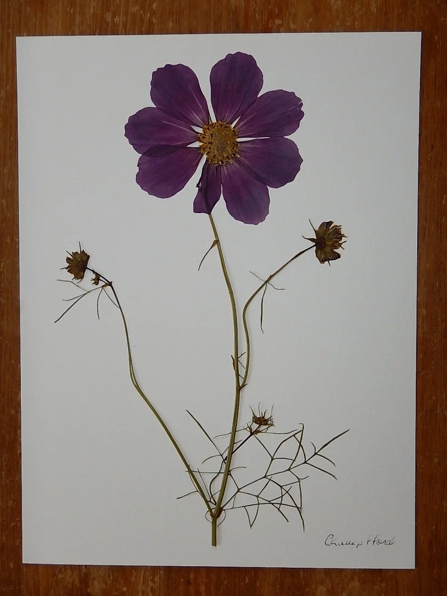 Herbier - 9 x 12 po - Cosmos