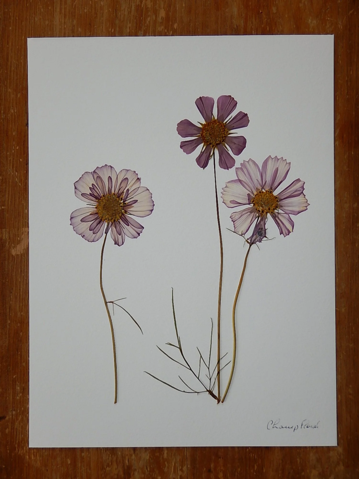 Herbier - 9 x 12 po - Cosmos
