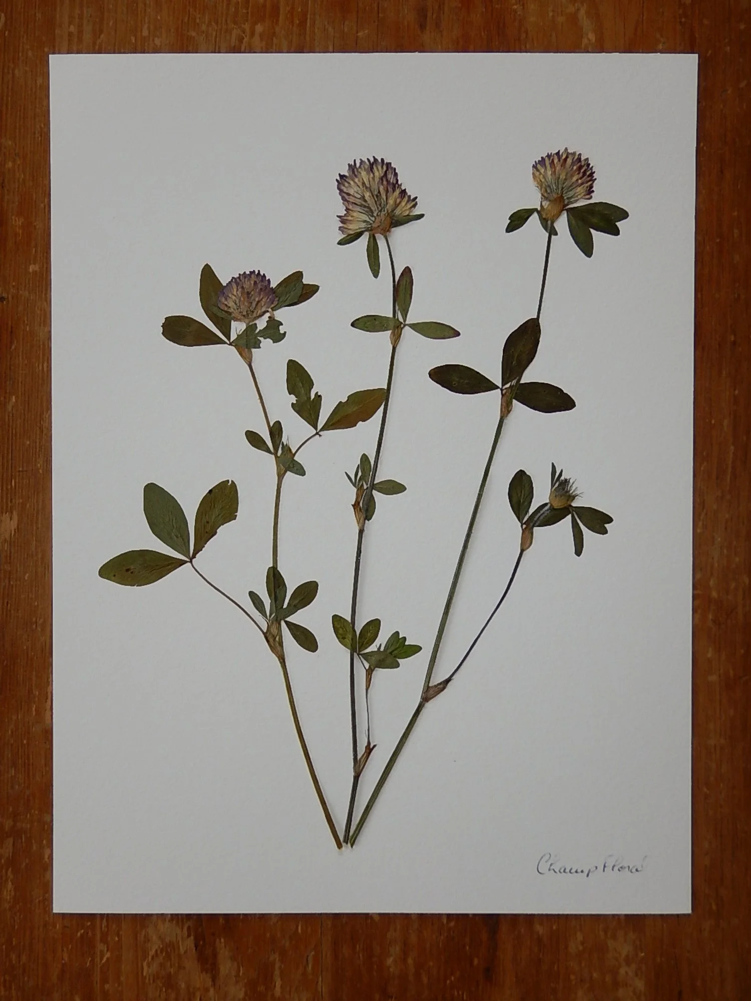 Herbier - 9 x 12 po - Trèfle