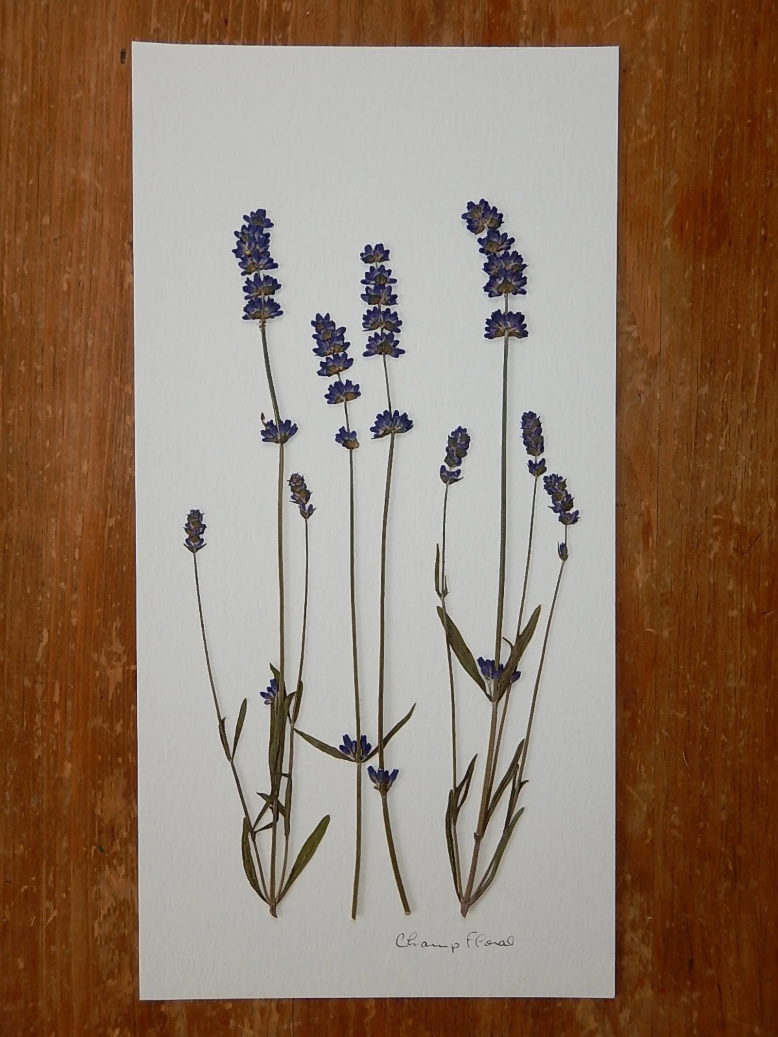 Herbier long - Lavande A.JPG