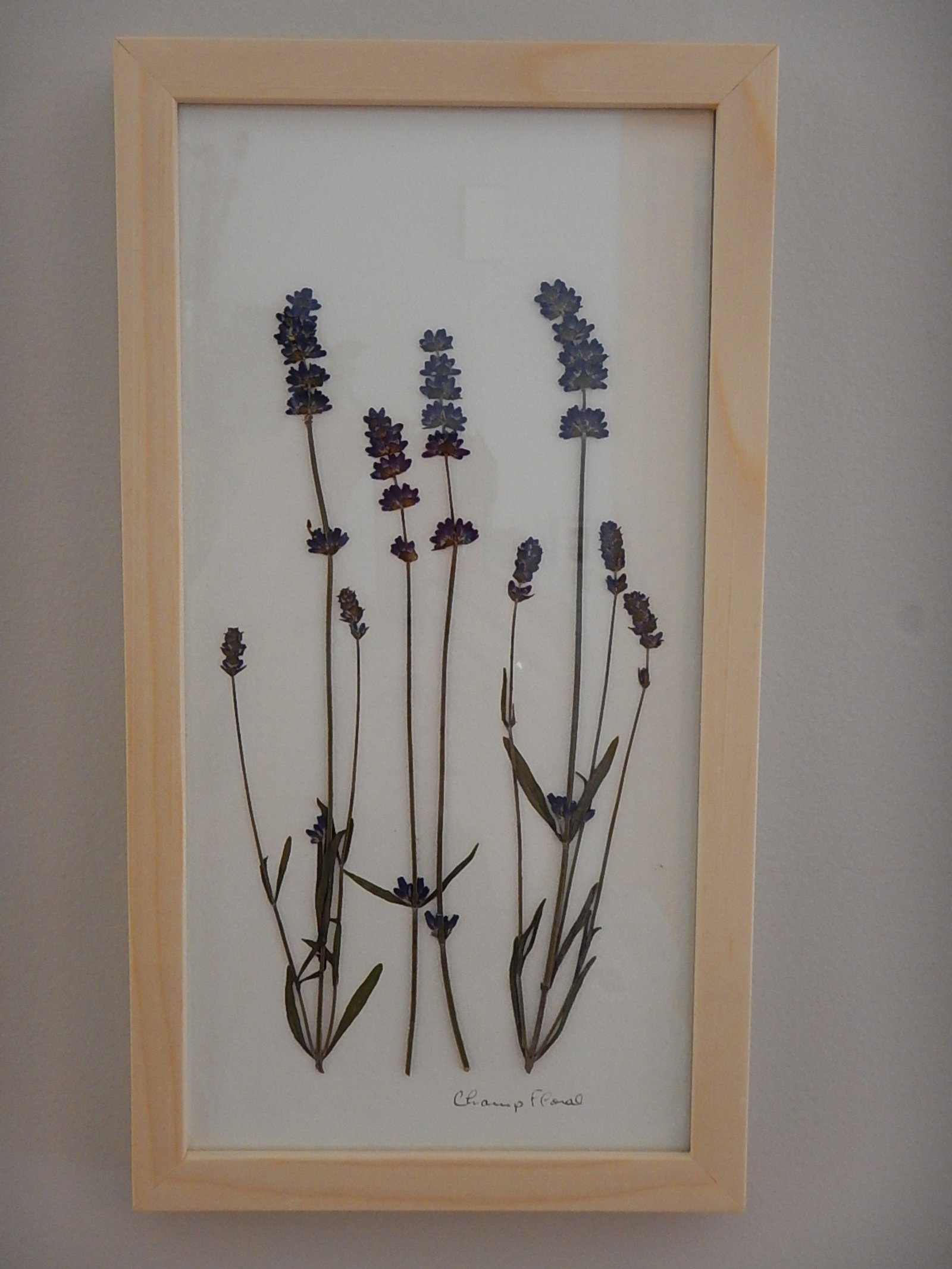 Herbier - 6 x 12 po - Lavande