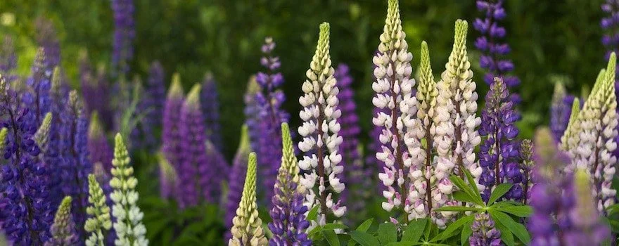 Lupin - Lupinus spp.