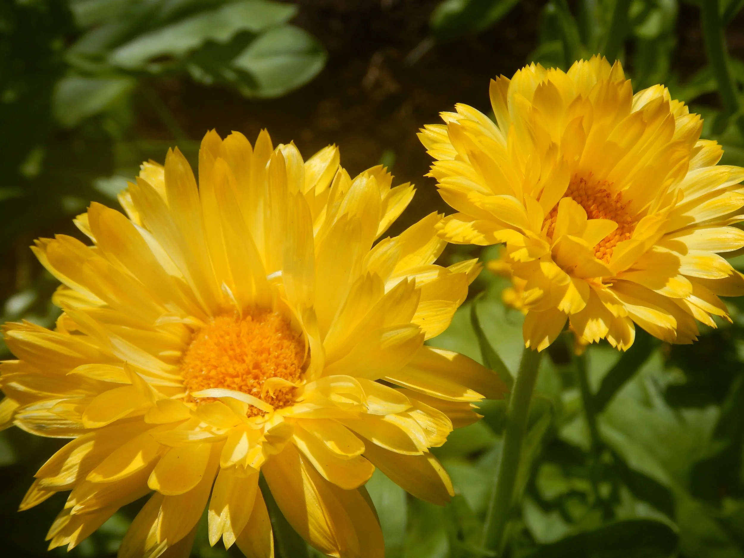 Visite des jardins &amp; dégustation 