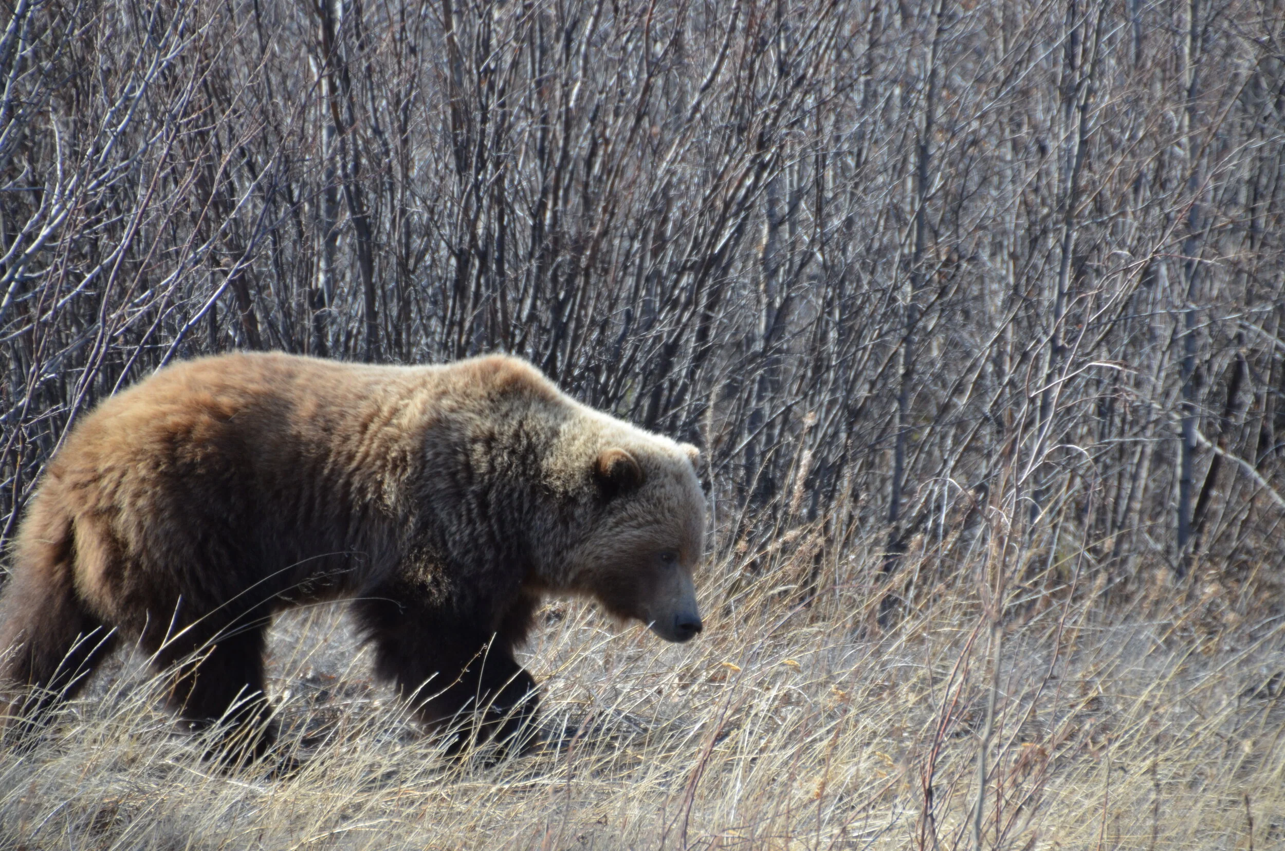 Again, somewhere in the Yukon...