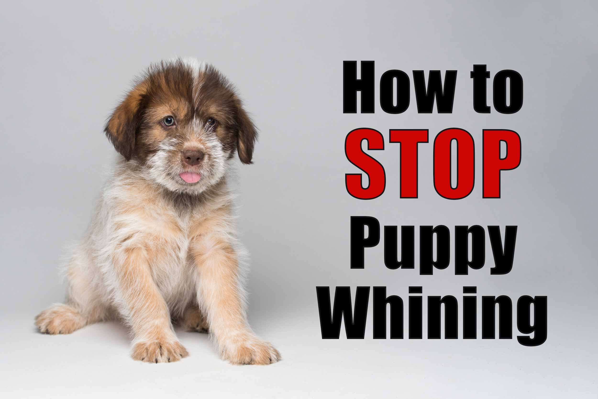 why do puppies keep whining