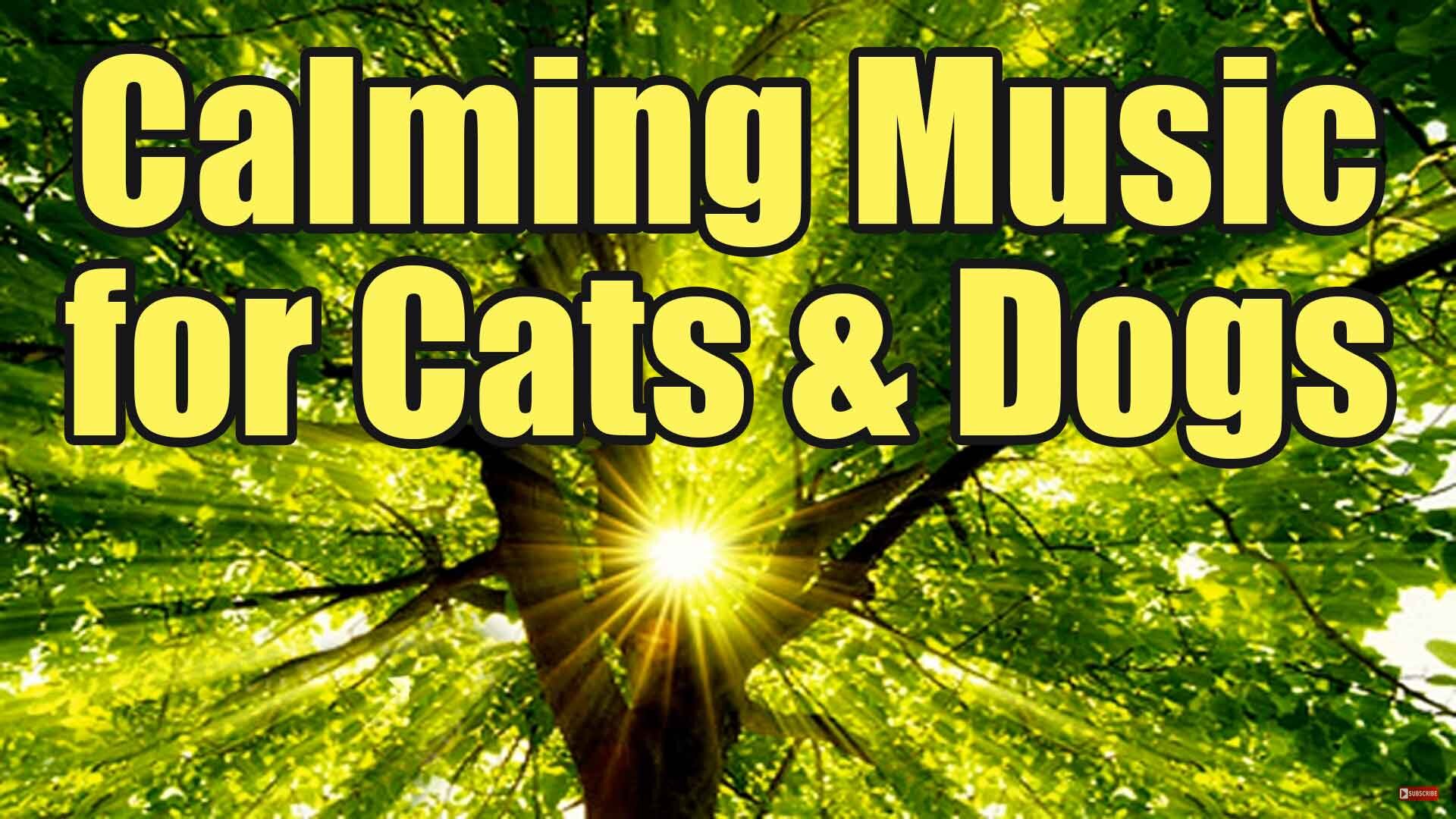 calming music for cats and dogs
