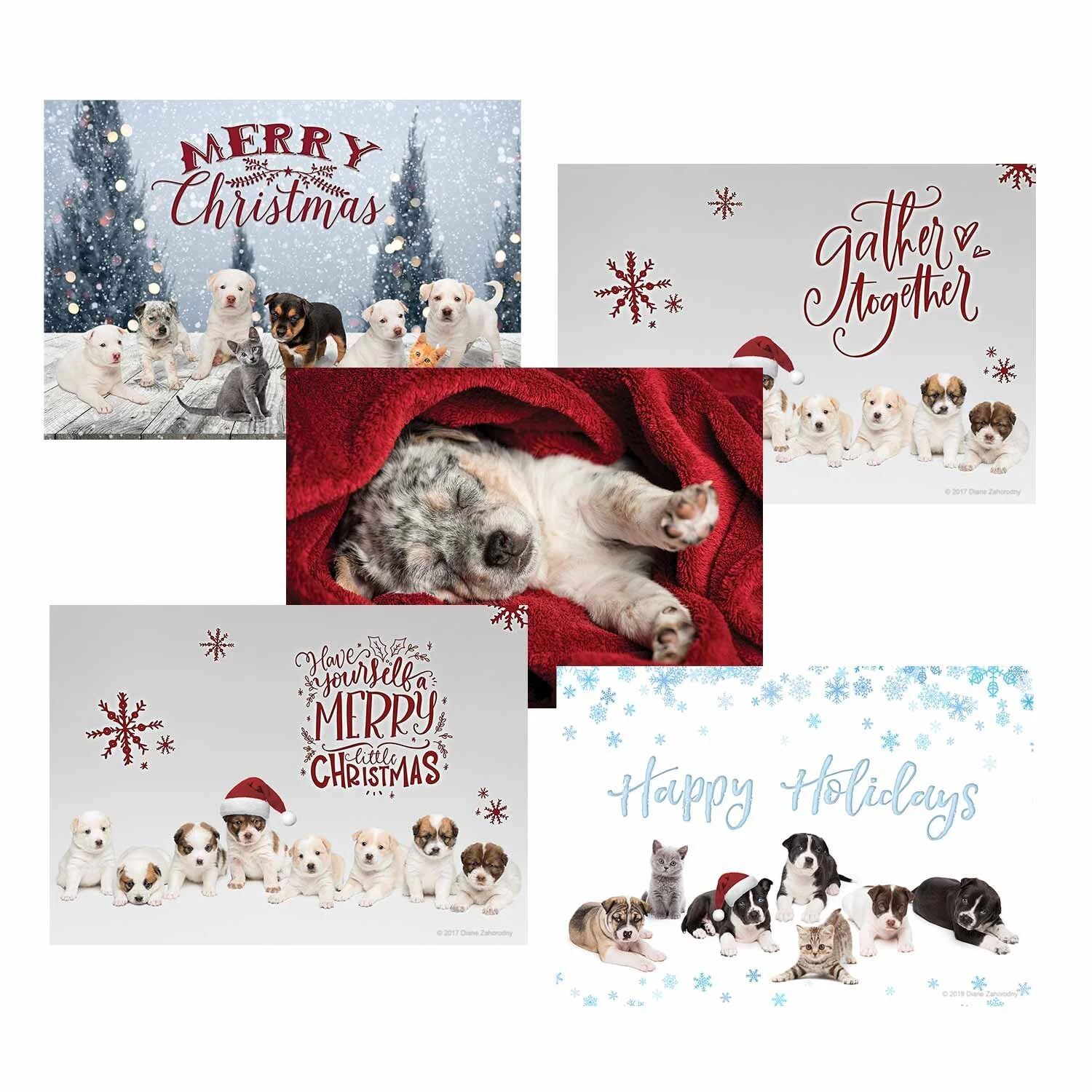 Variety Pack of Rescue Animal Greeting Cards