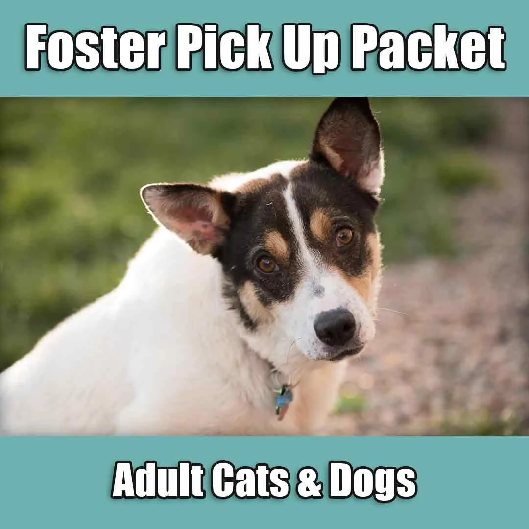 foster dog products
