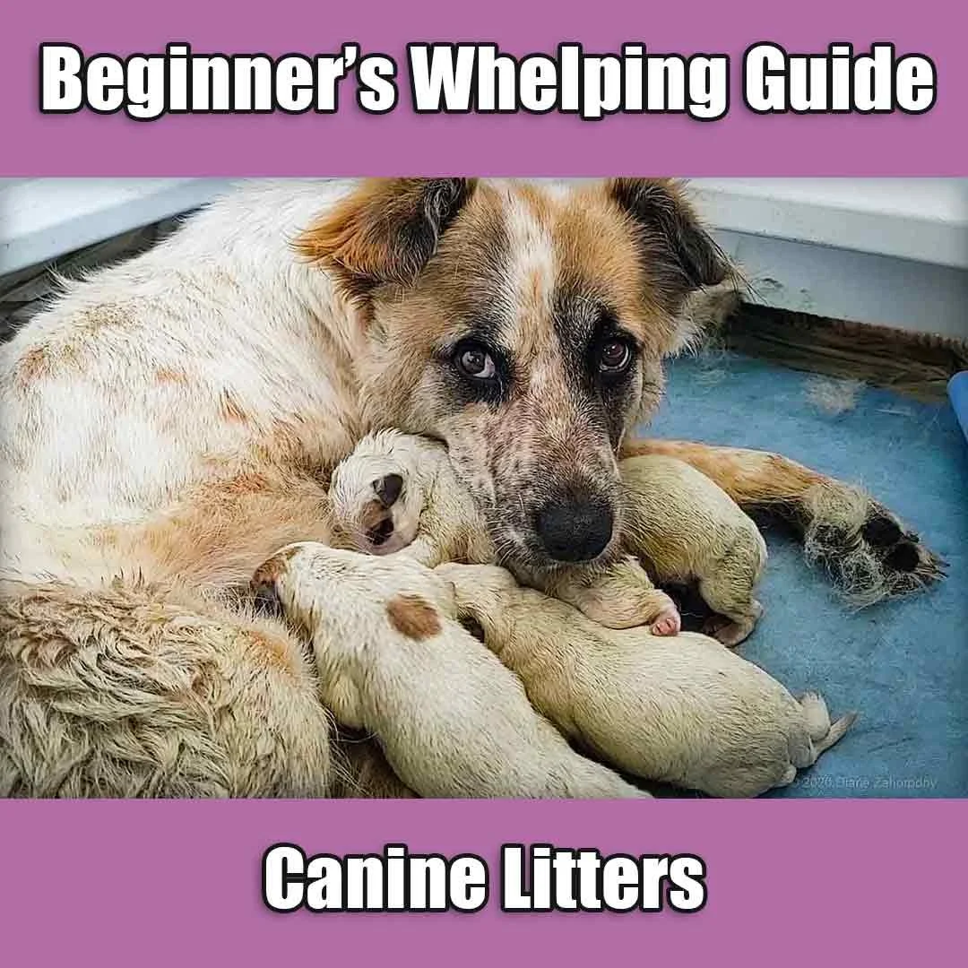 Beginner's Guide to Whelping a Litter of Puppies World Ready Pets