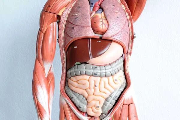 course-anatomy-physiology.jpg