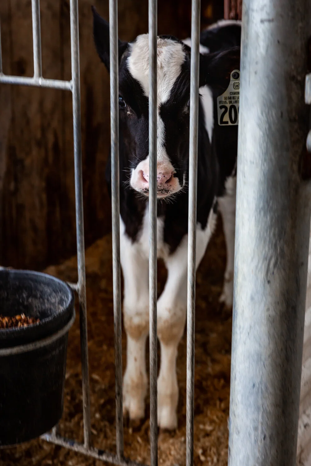 Calf behind gate.jpg