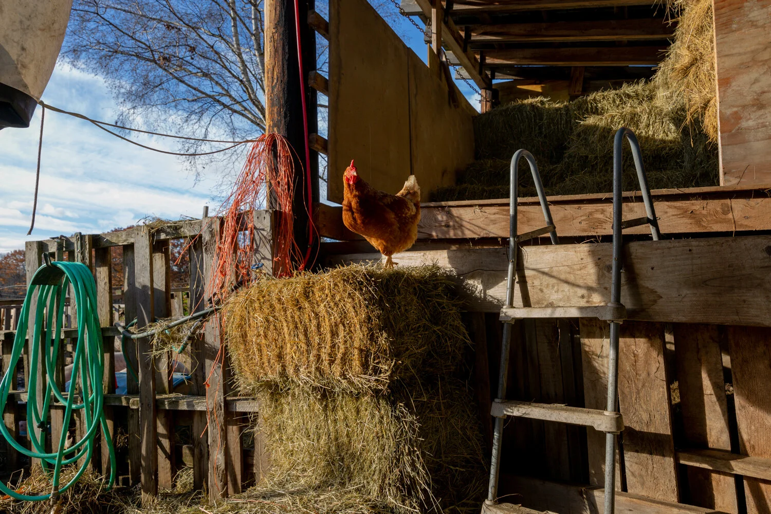 Chicken in Hay.jpg
