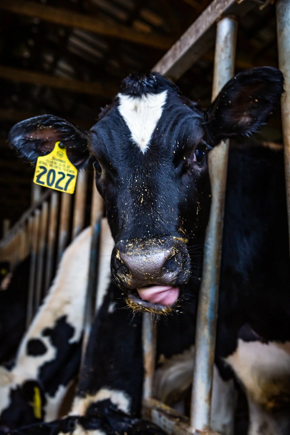 Cow Licking.jpg