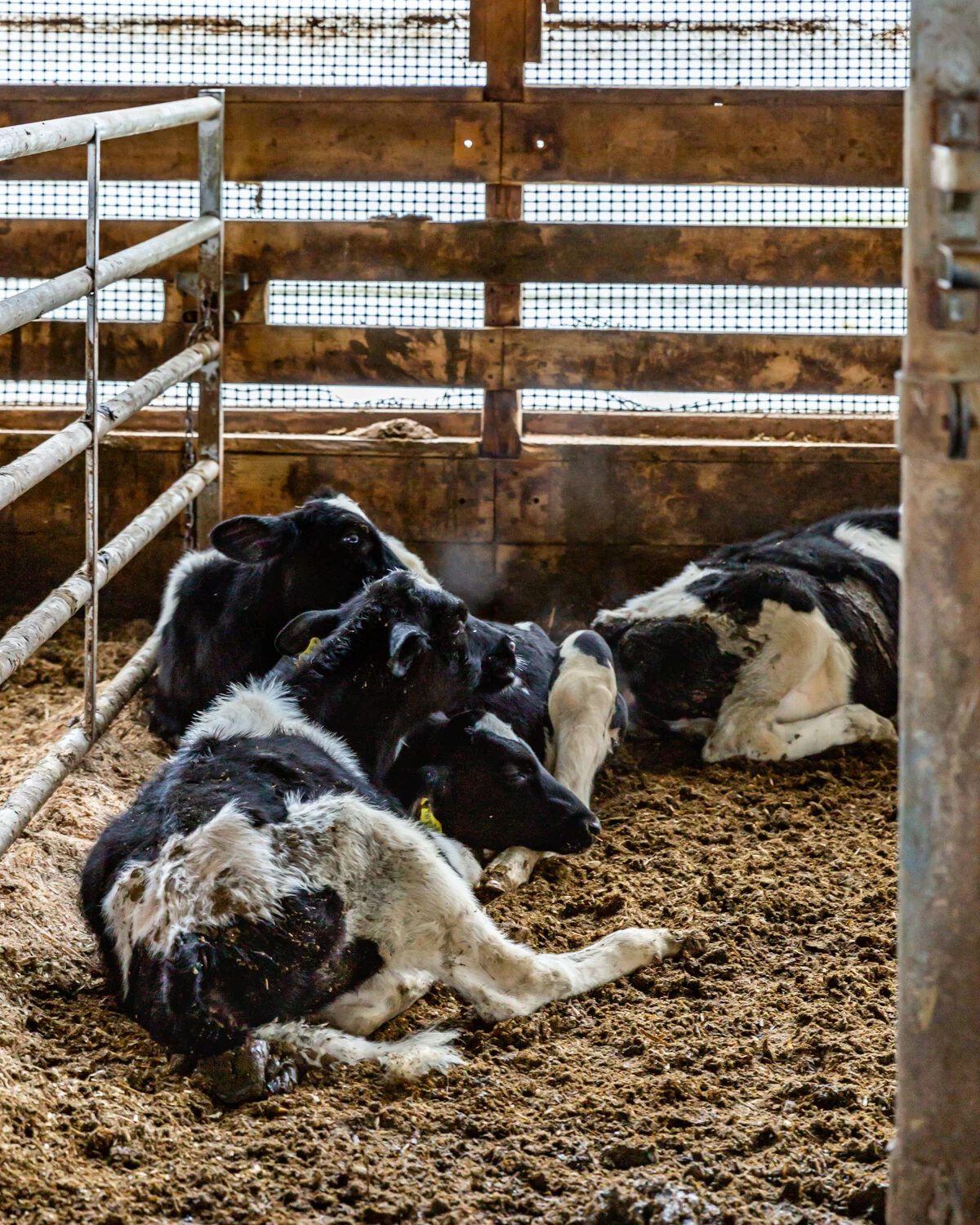 Cows.jpg