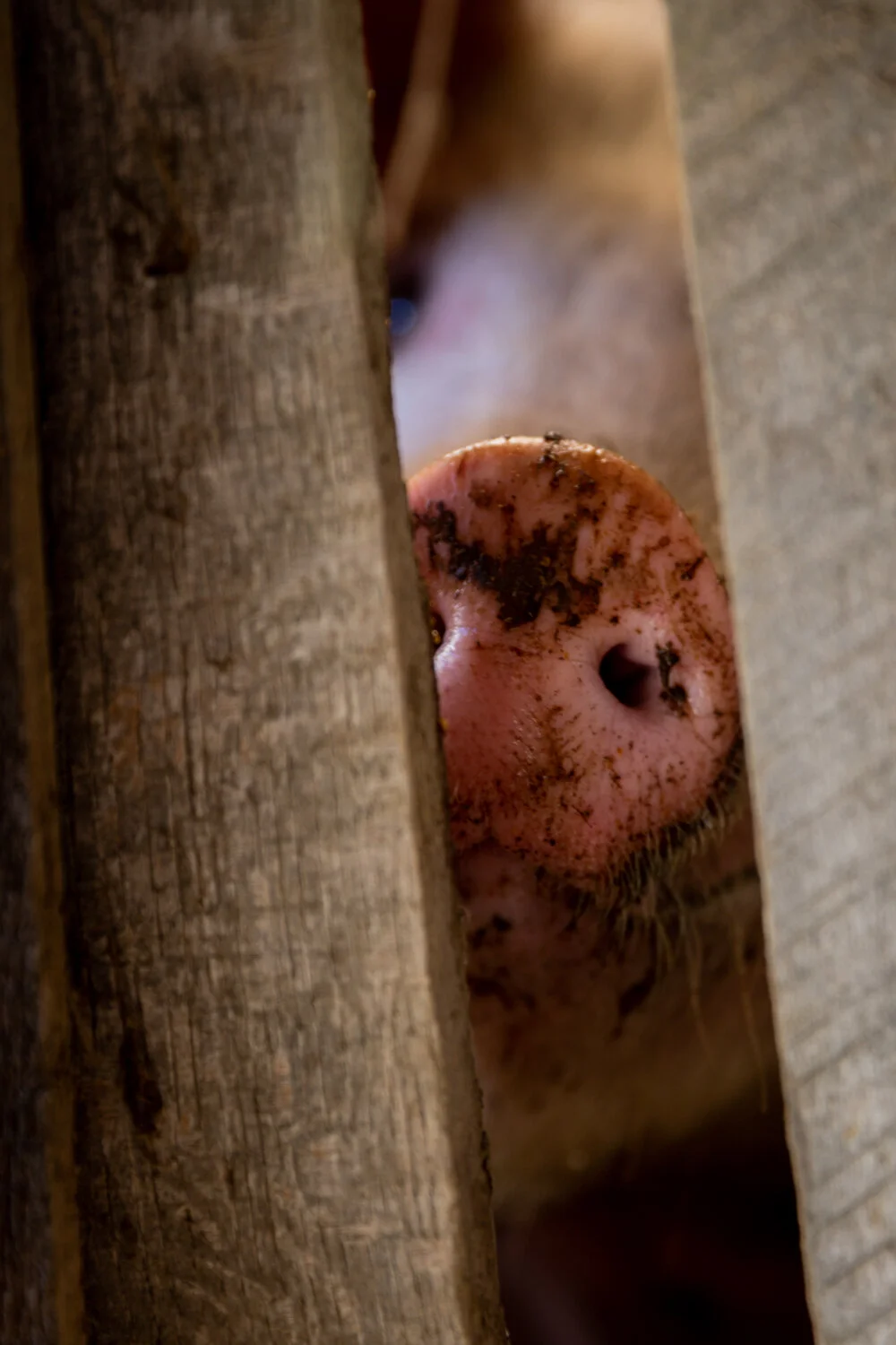 Pig Nose.jpg