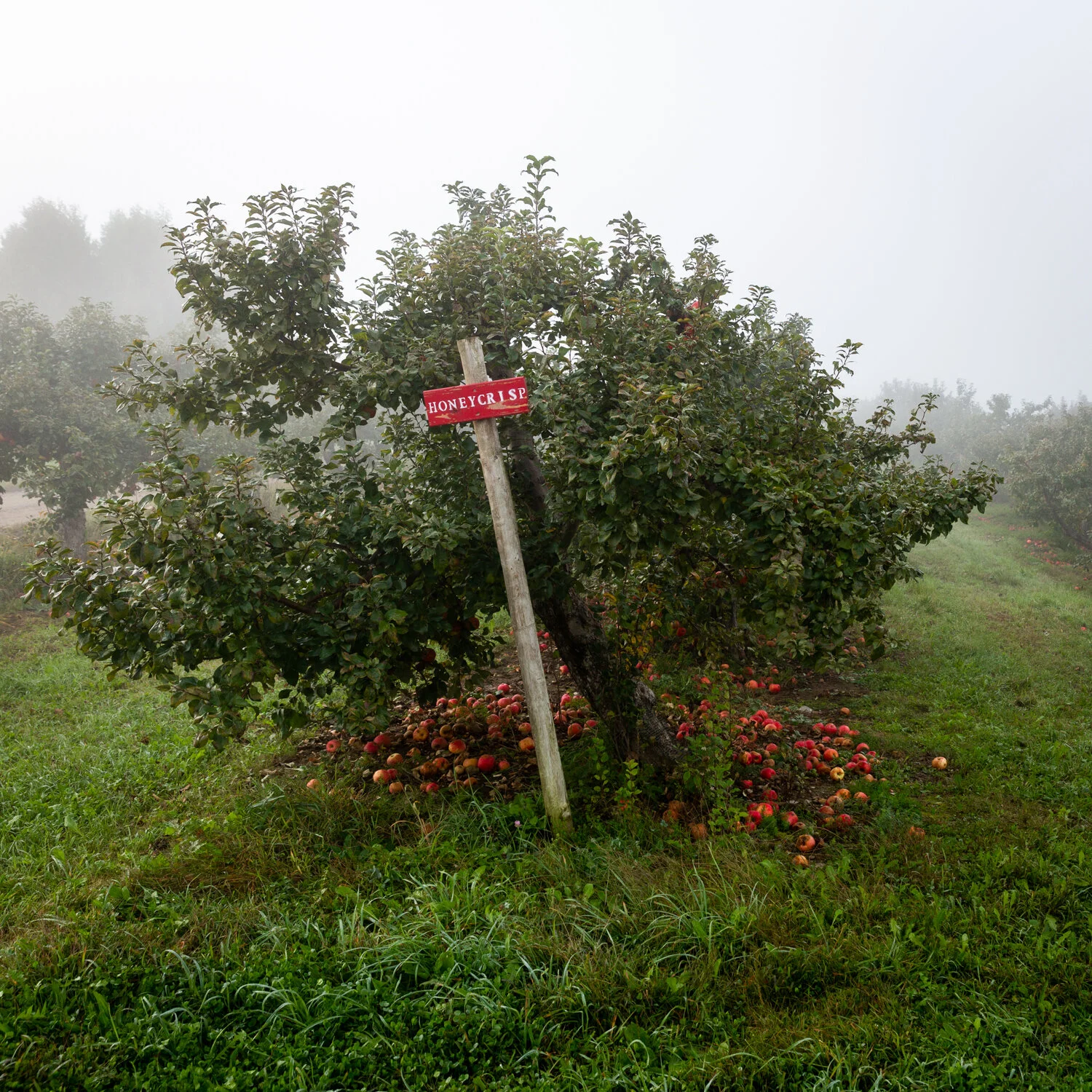 Orchard.jpg