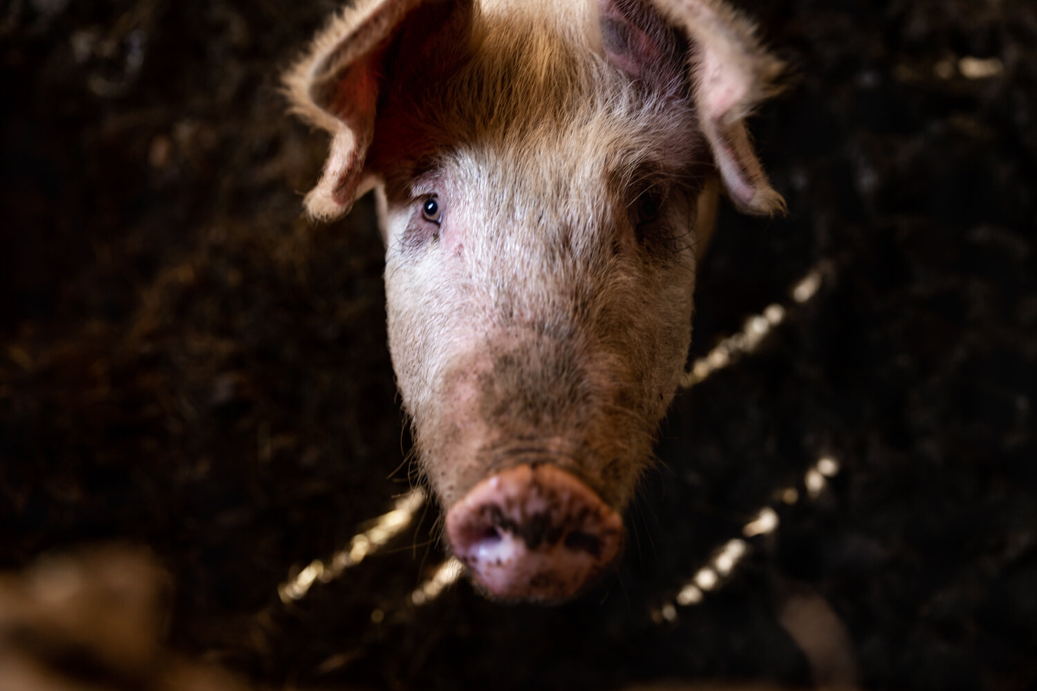 Pig_.jpg