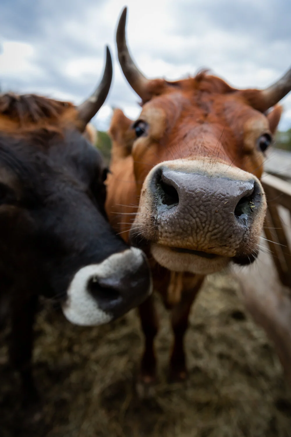 Cows with Horns-2.jpg