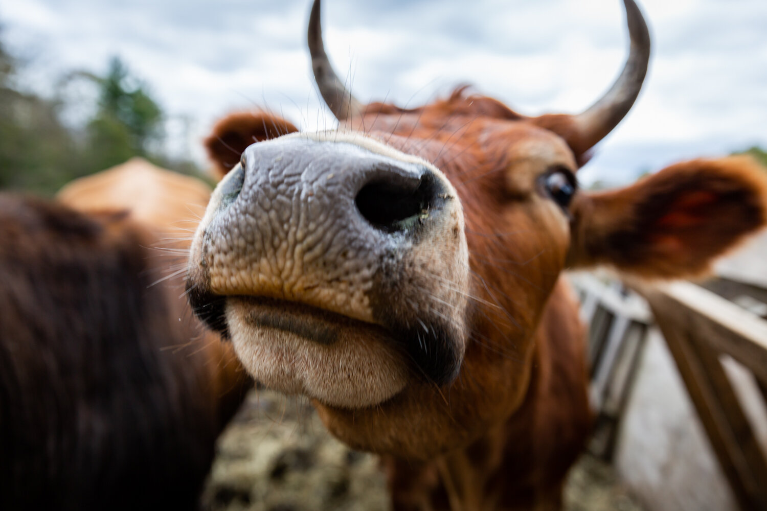 Cows with Horns.jpg