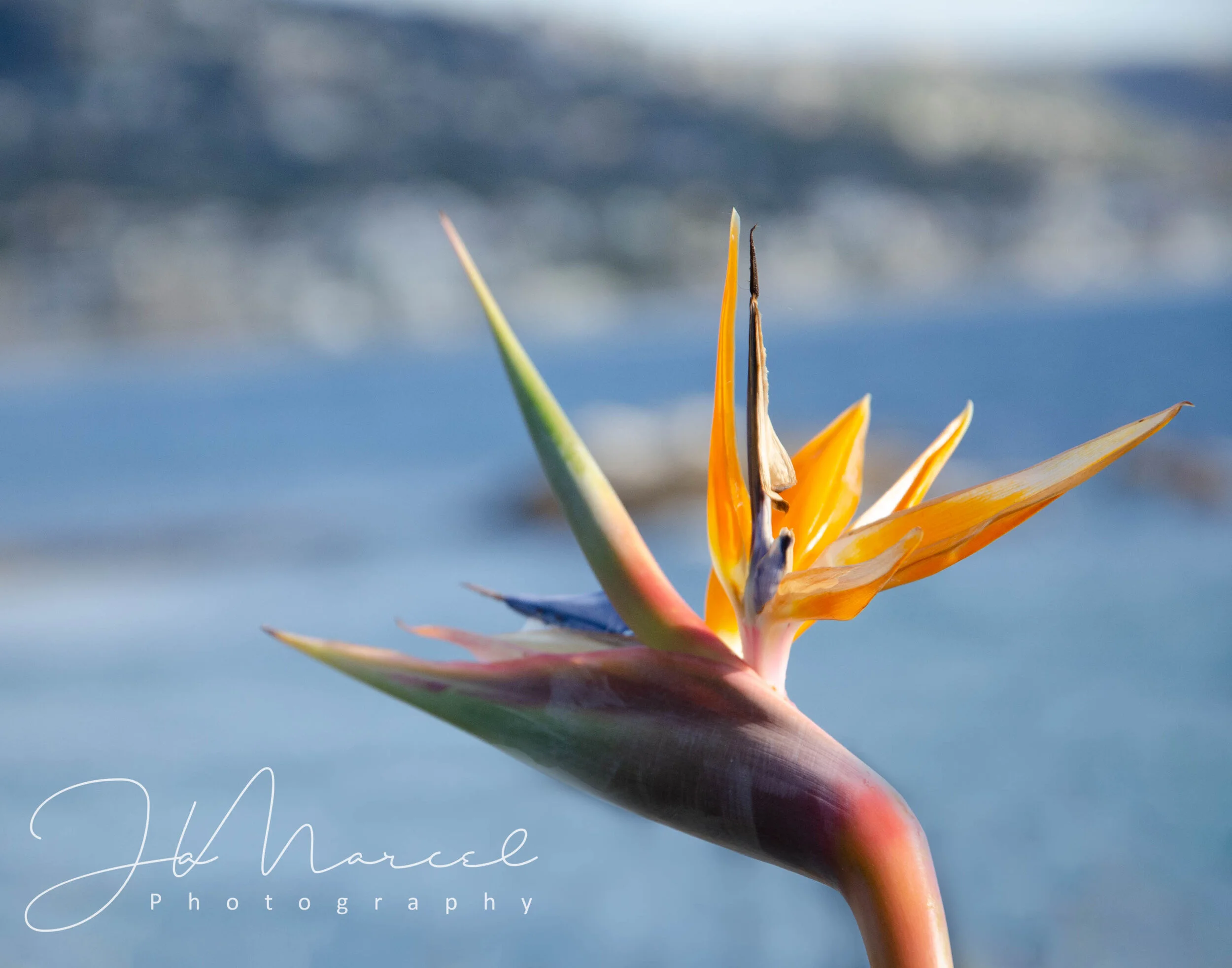 DSC_6309-Edit-2.jpg