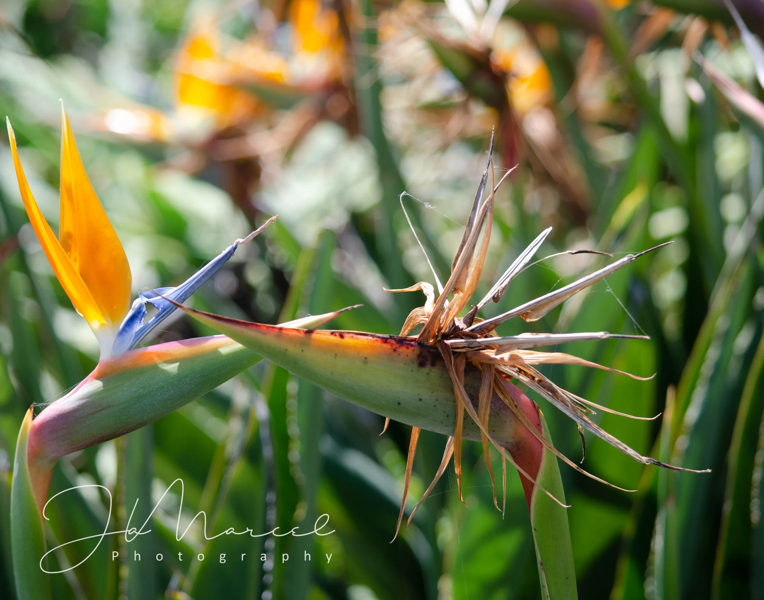 DSC_2321-Edit.jpg