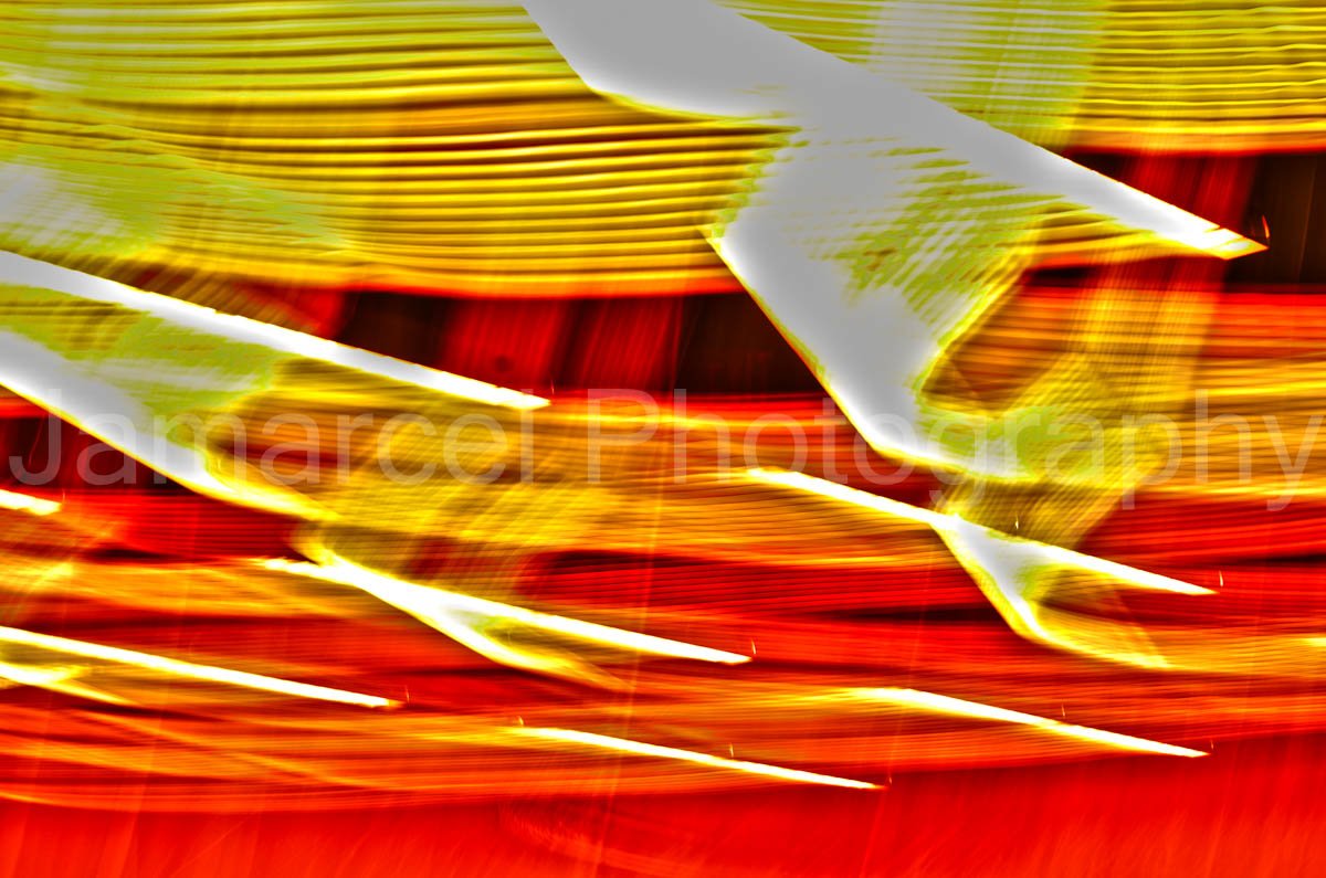 wild cieling.jpg