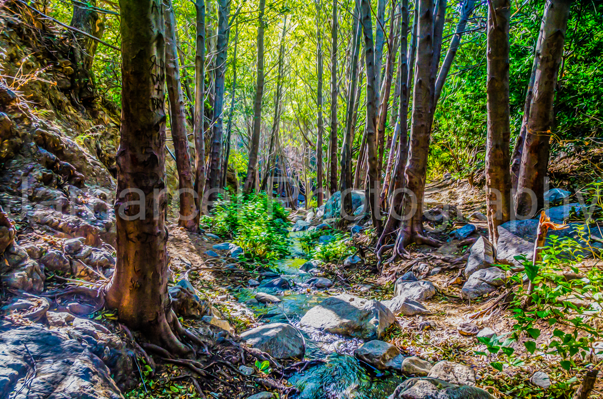 Mtns (178 of 237)-Edit.png