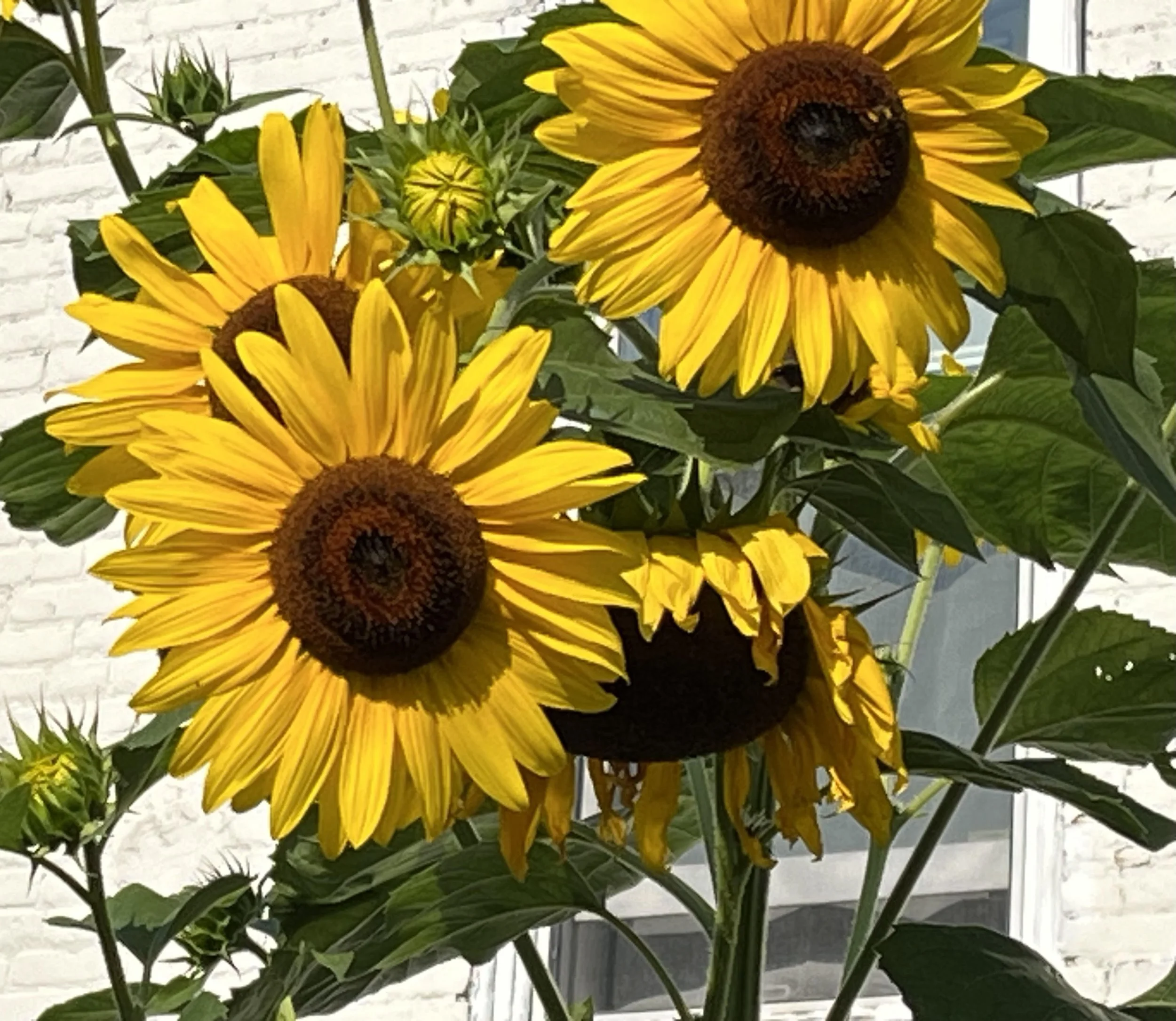 July 2023 Newsletter 