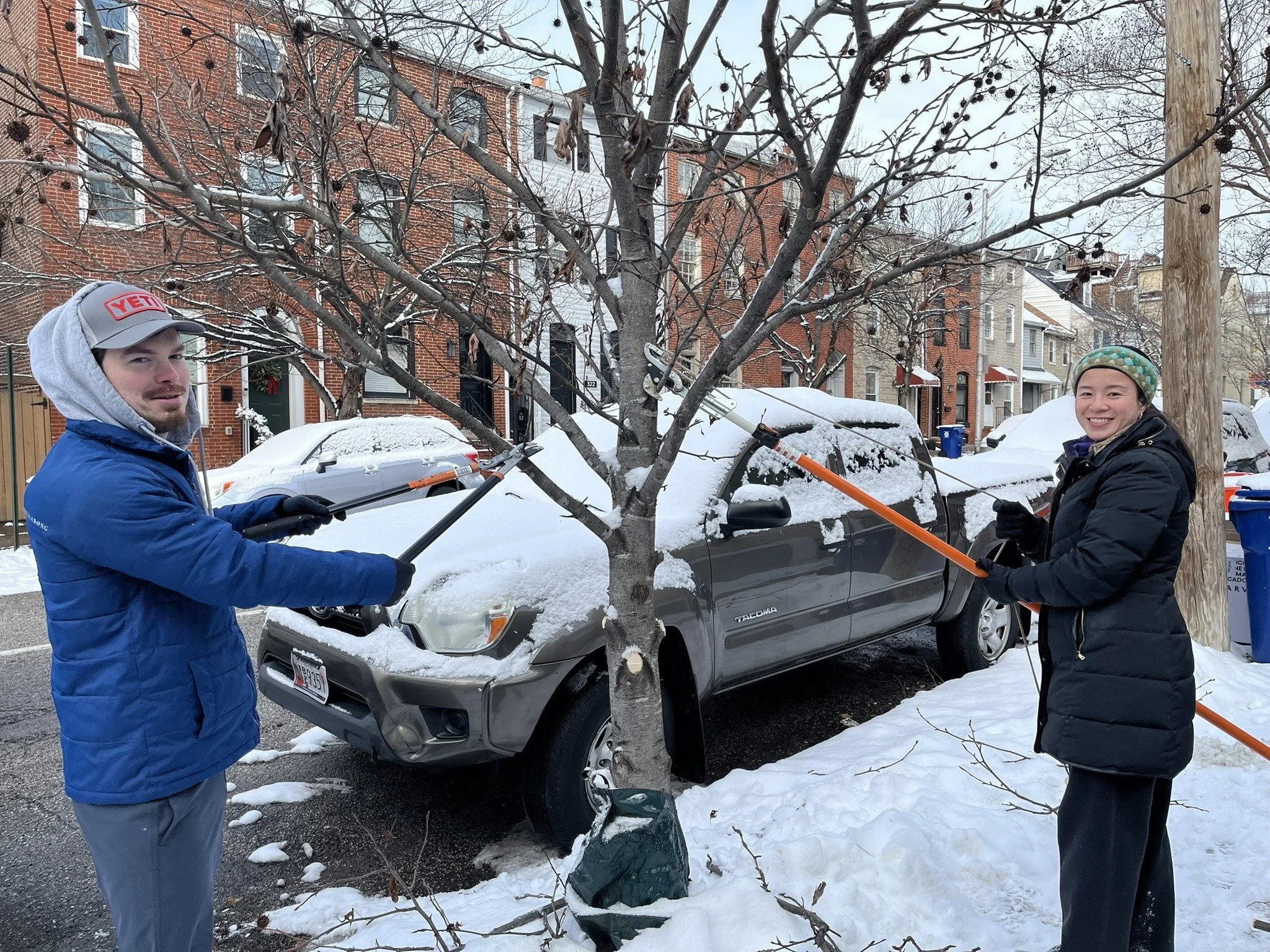 Street Tree Pruning  &amp; Cleanup 