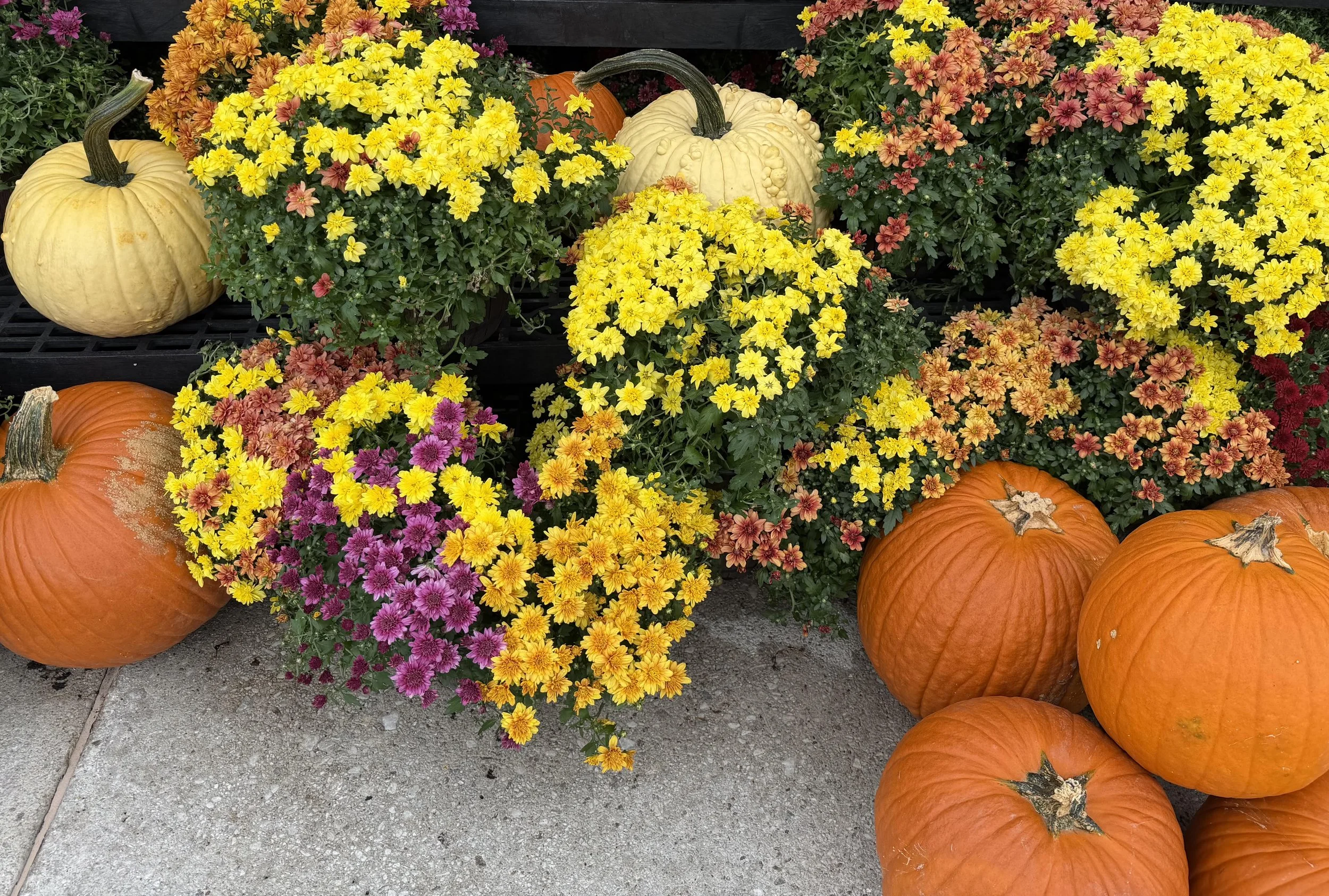 October 2026 Newsletter            