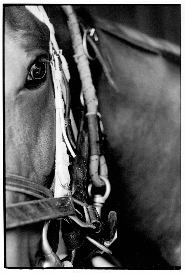 Backstretch_eye.jpg