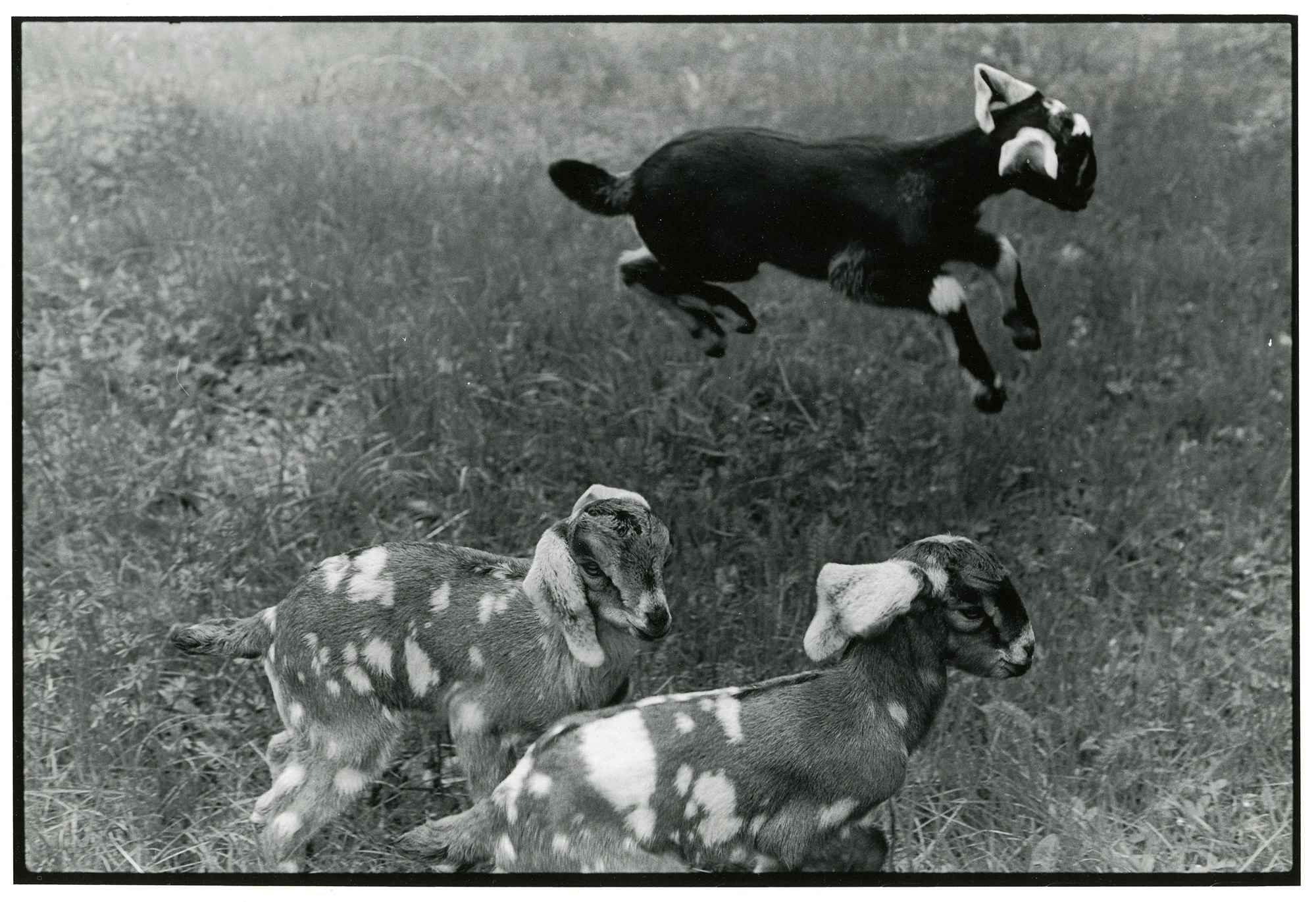 Milk-Tillie-in-flight.jpg