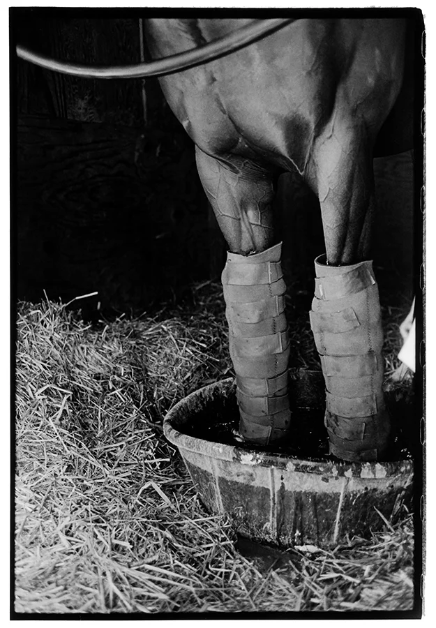 Four-Legs-good-bucket.jpg