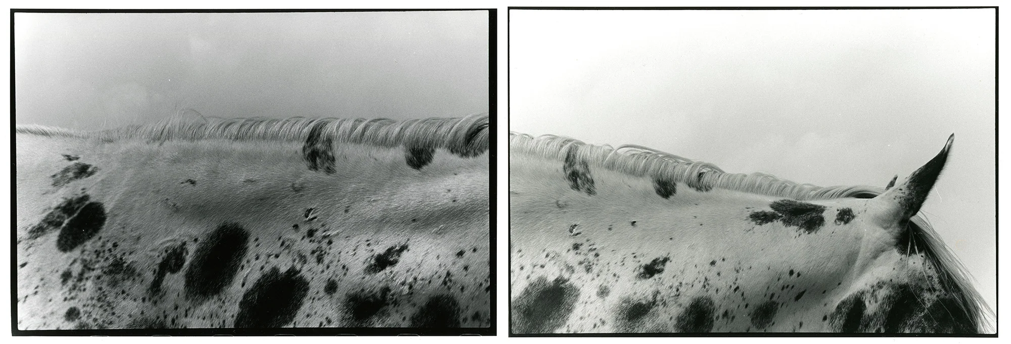 Four-legs-spotted-diptych-combined.jpg