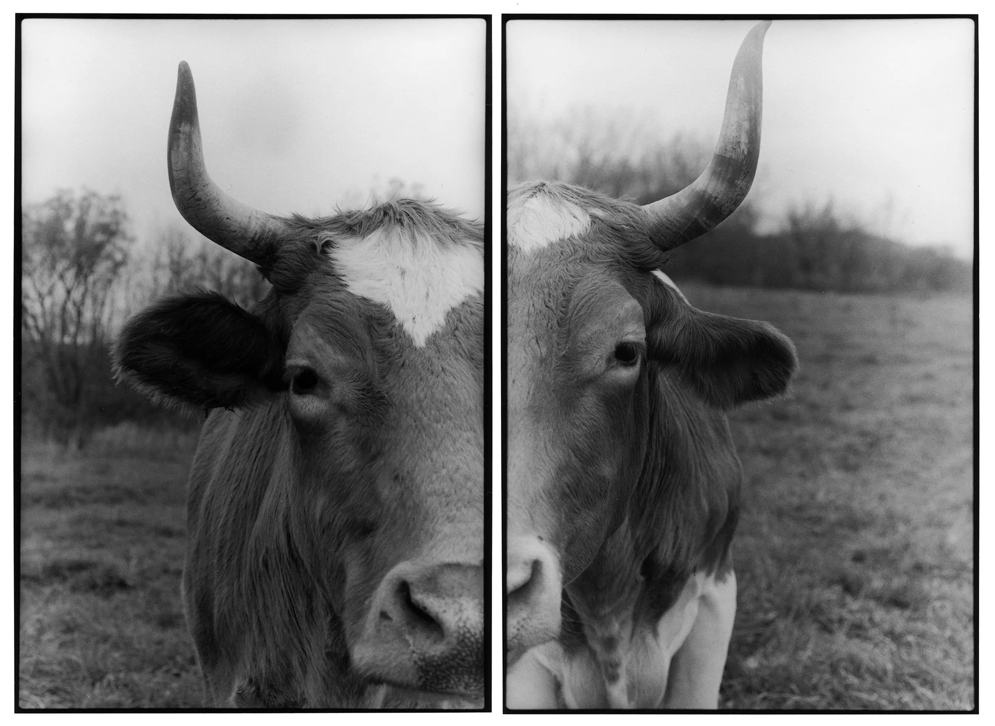 Lou-and-Bill-diptych-combined.jpg
