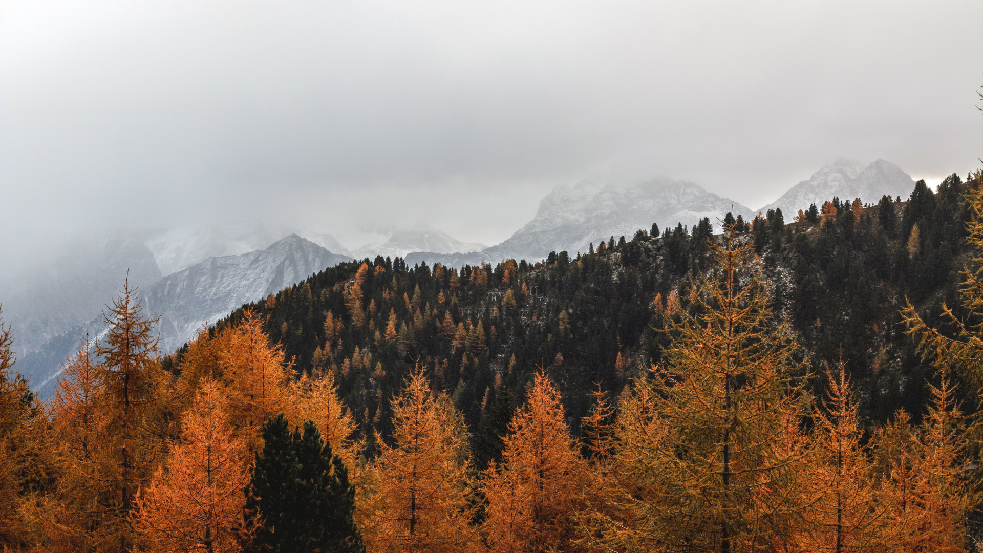 Brown Leaves Minimalist Fall Scenic Desktop Wallpaper.png