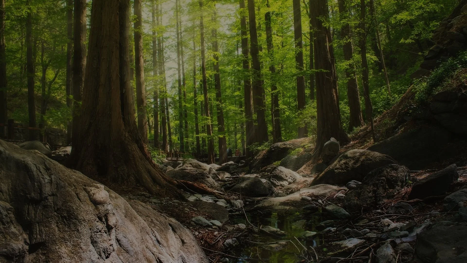 Forest.jpg