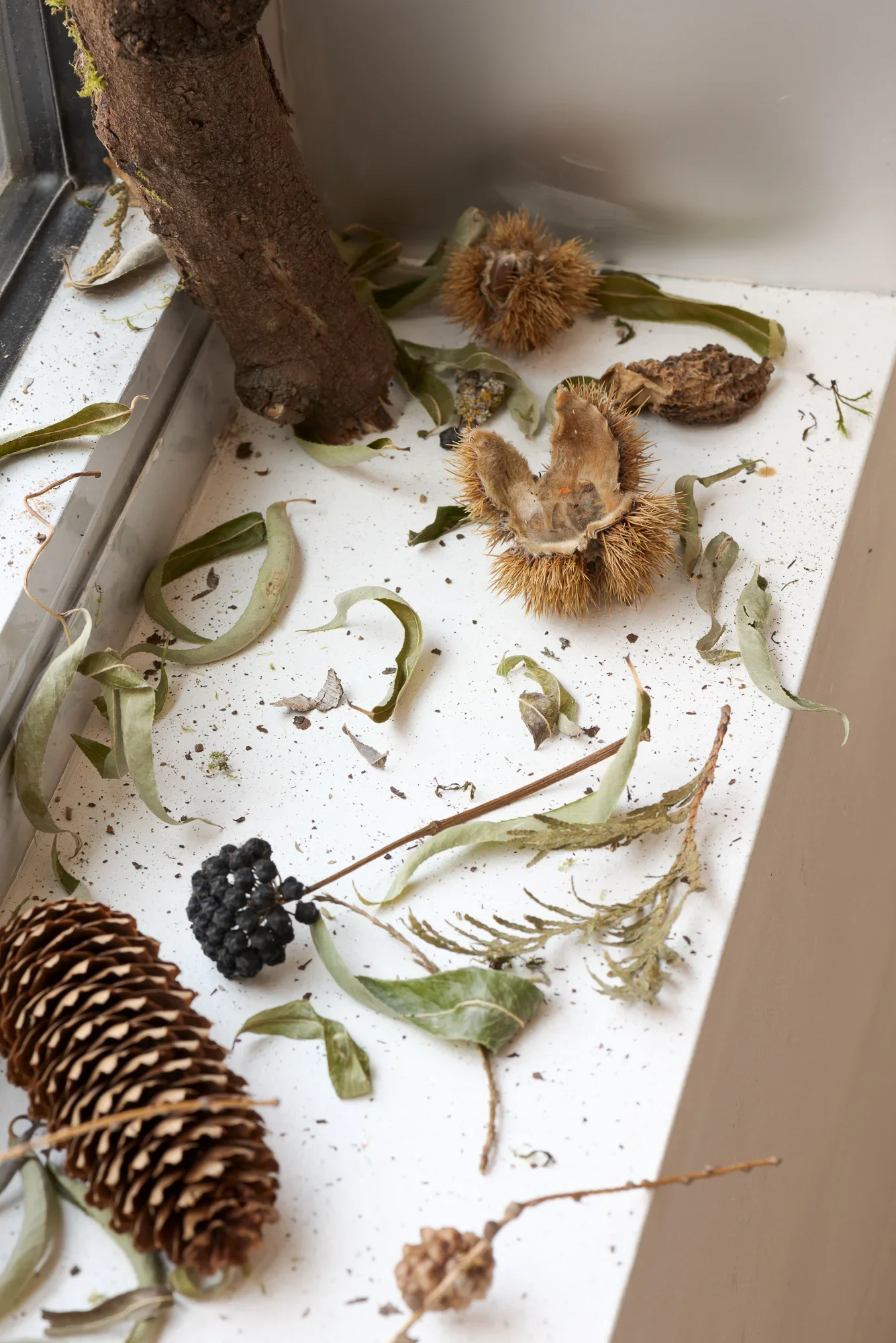 various plant materials on a window sill