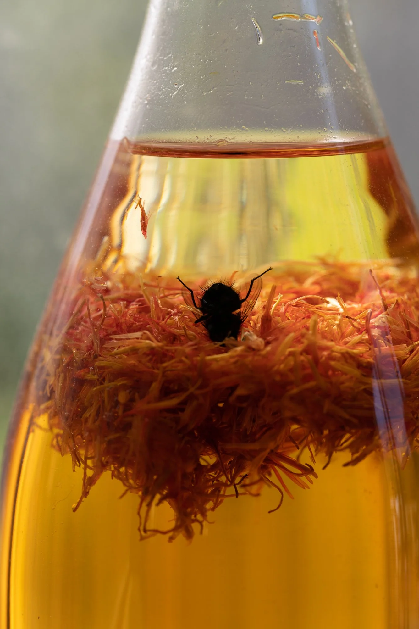 detail of a sculpture showing plant materials and a fly in orange liquid