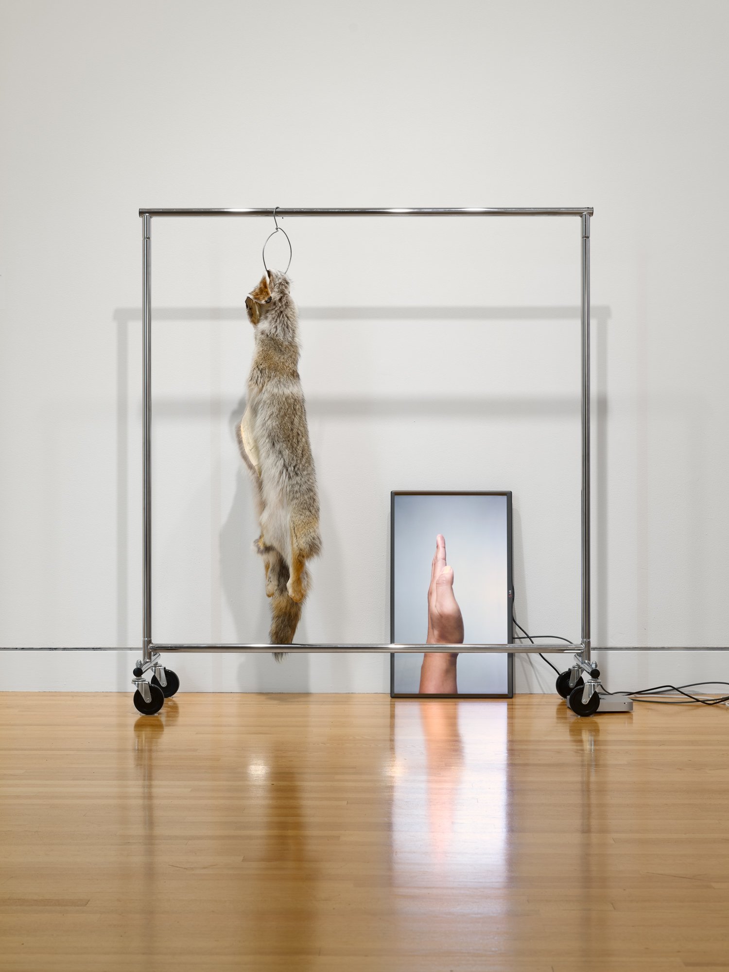 an animal skin hung on a clothes rack, with a video playing on a flat screen on the floor