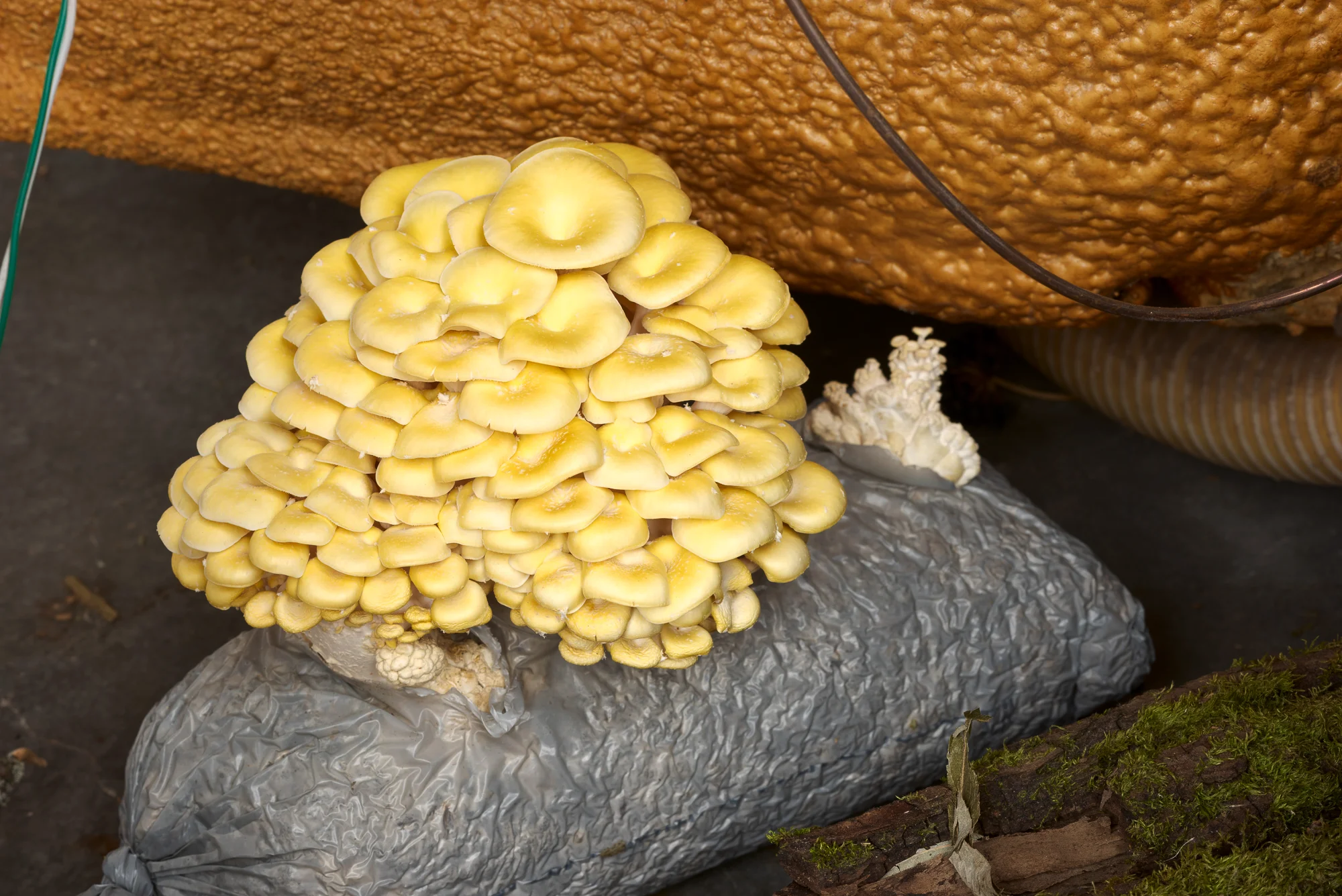 yellow mushrooms growing out of a gray bag