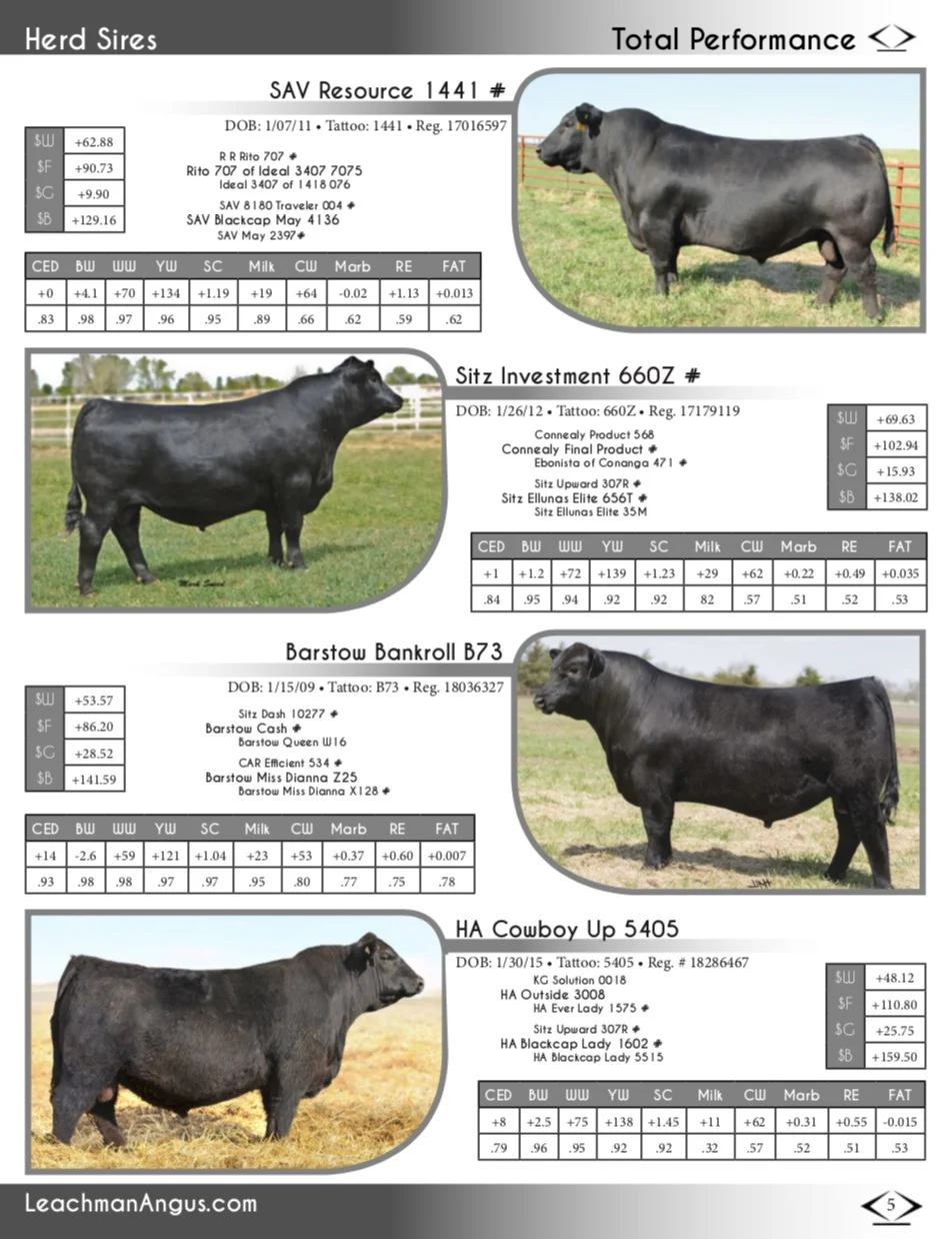 leachman herd sire.jpg