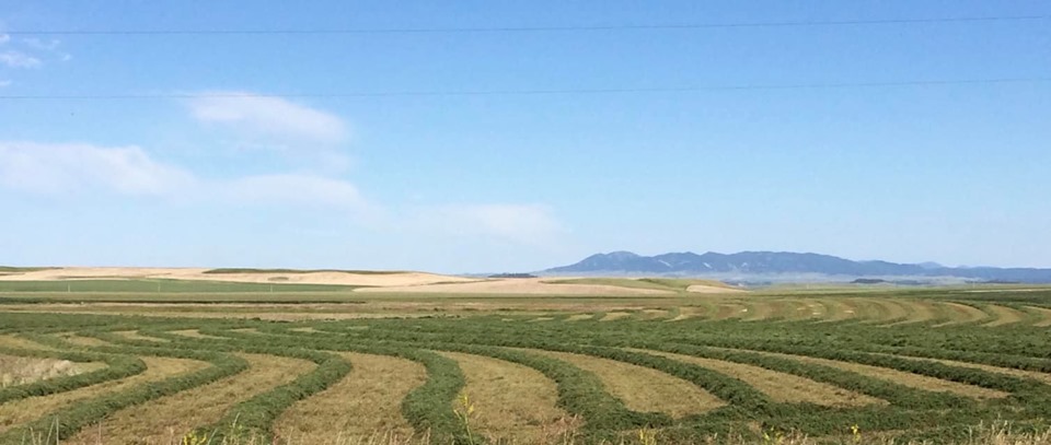 2nd cutting.jpg
