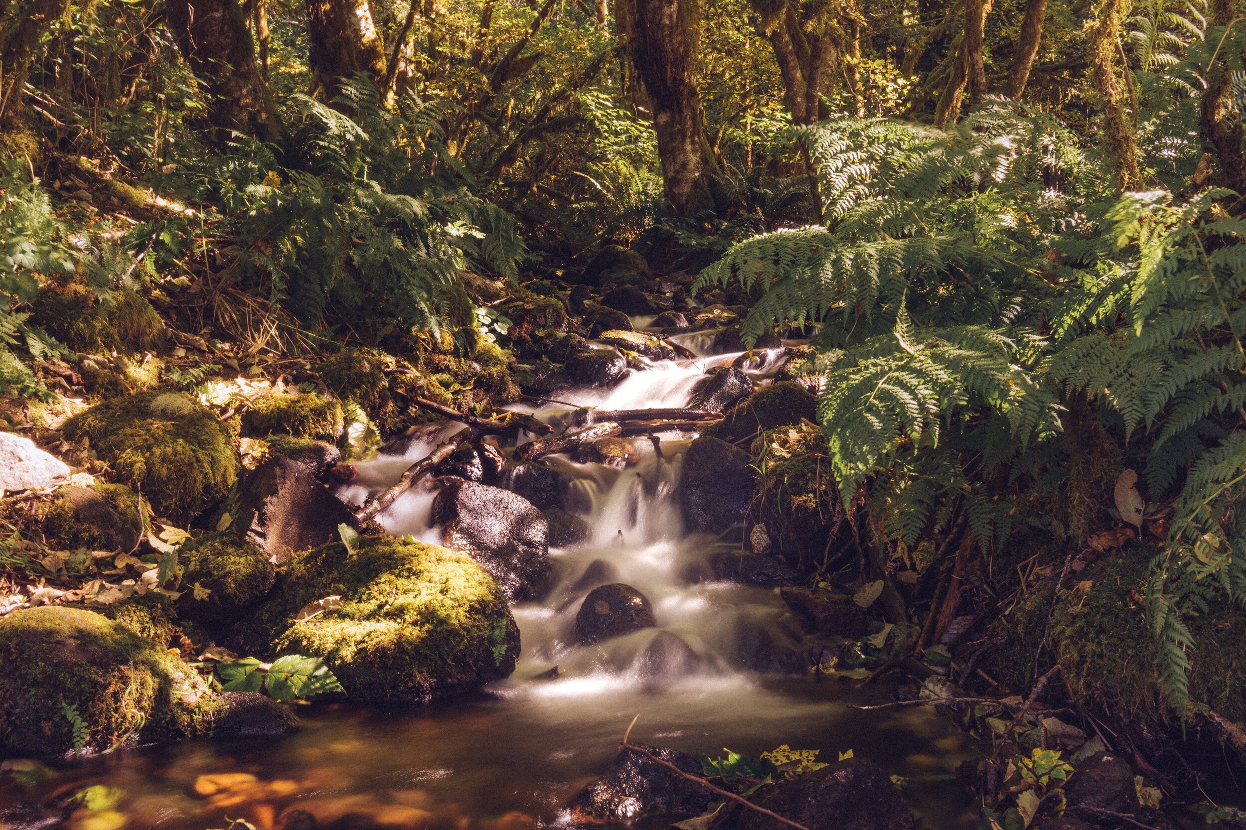 small-smooth-brook-flowing-through-the-forest.jpg